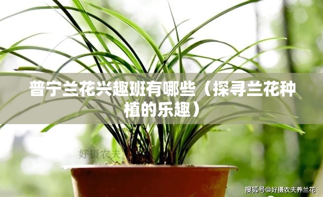 普宁兰花兴趣班有哪些（探寻兰花种植的乐趣）