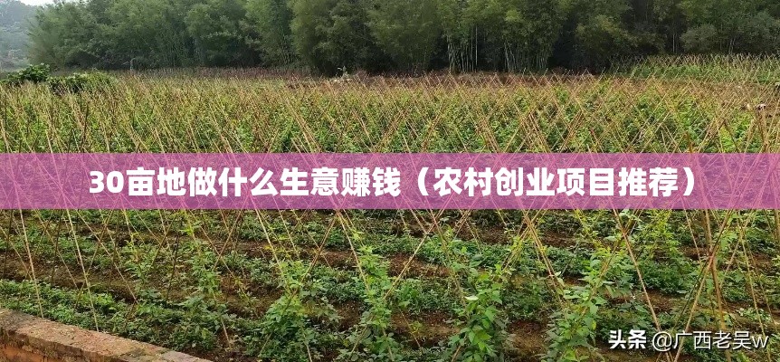 30亩地做什么生意赚钱（农村创业项目推荐）