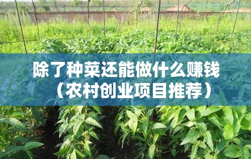 除了种菜还能做什么赚钱（农村创业项目推荐）