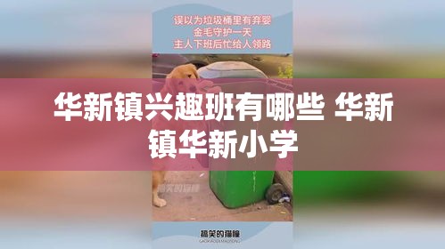 华新镇兴趣班有哪些 华新镇华新小学