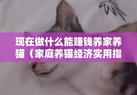 现在做什么能赚钱养家养猫（家庭养猫经济实用指南）