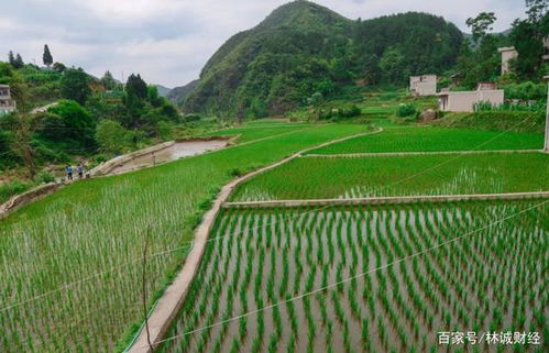 耕田的地可以做什么赚钱 耕地可以搞什么项目