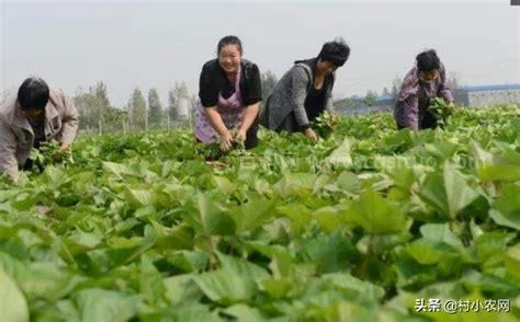 农民做什么加工赚钱（农村创业项目推荐）