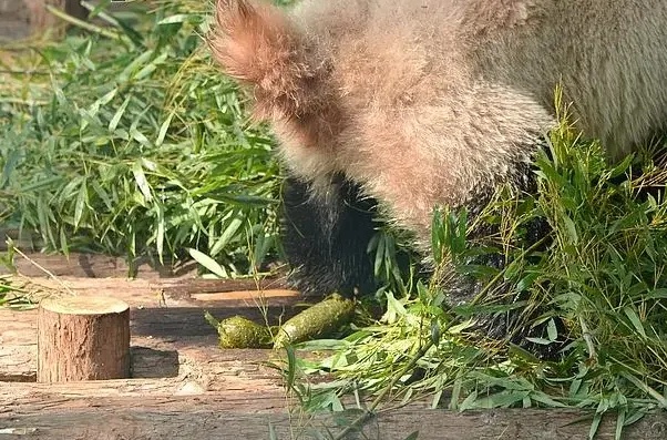 熊猫便便怎么赚钱 熊猫便便有啥用