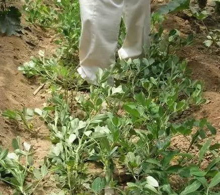 农村花生秧怎么赚钱 花生秧最好的加工方法