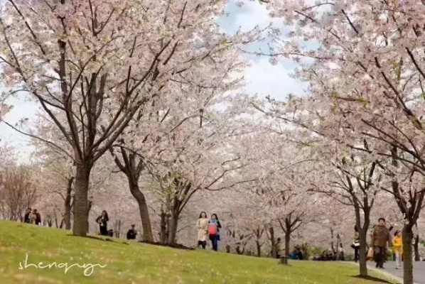 怎么在樱花上赚钱 樱花怎么挣钱