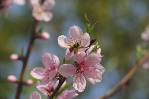 桃花怎么赚钱 如何获得桃花运