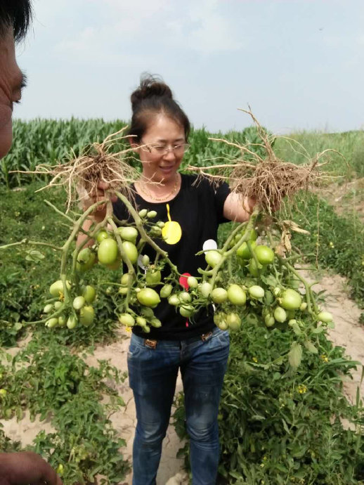 农业种植项目怎么赚钱 想干农业种植怎么弄