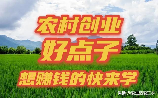 农民创业做什么赚钱