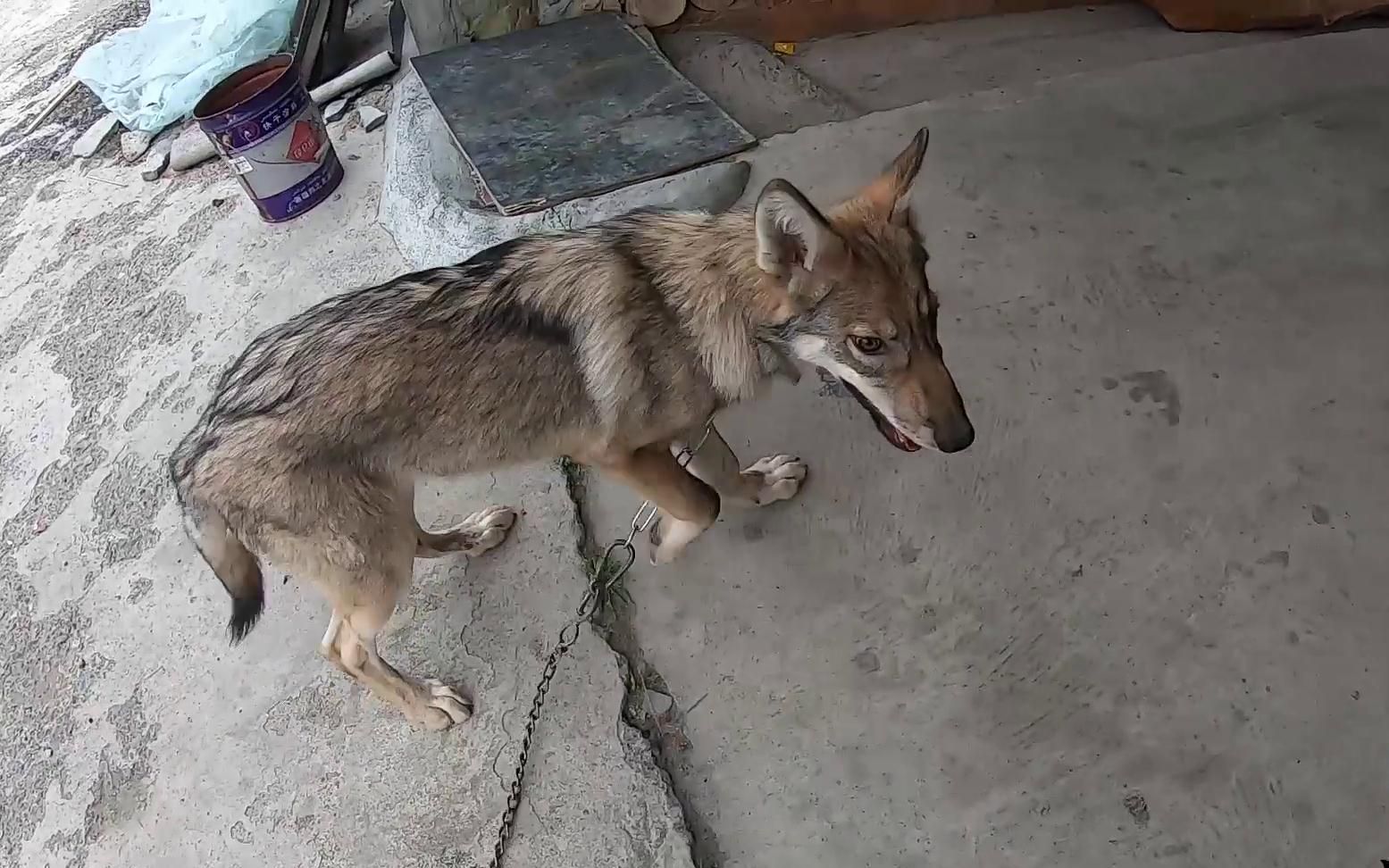 饲养狼做什么赚钱