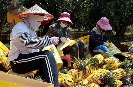 海南创业好项目，挖掘热带天堂的商机与财富