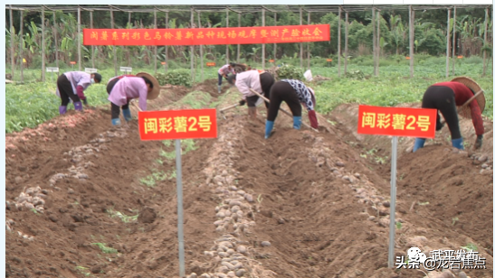 龙岩今年哪些生意赚钱，商机洞察与市场趋势分析