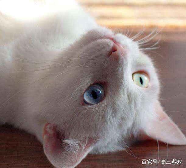 把猫送人了会不吉利吗 把猫送人了会不吉利吗知乎