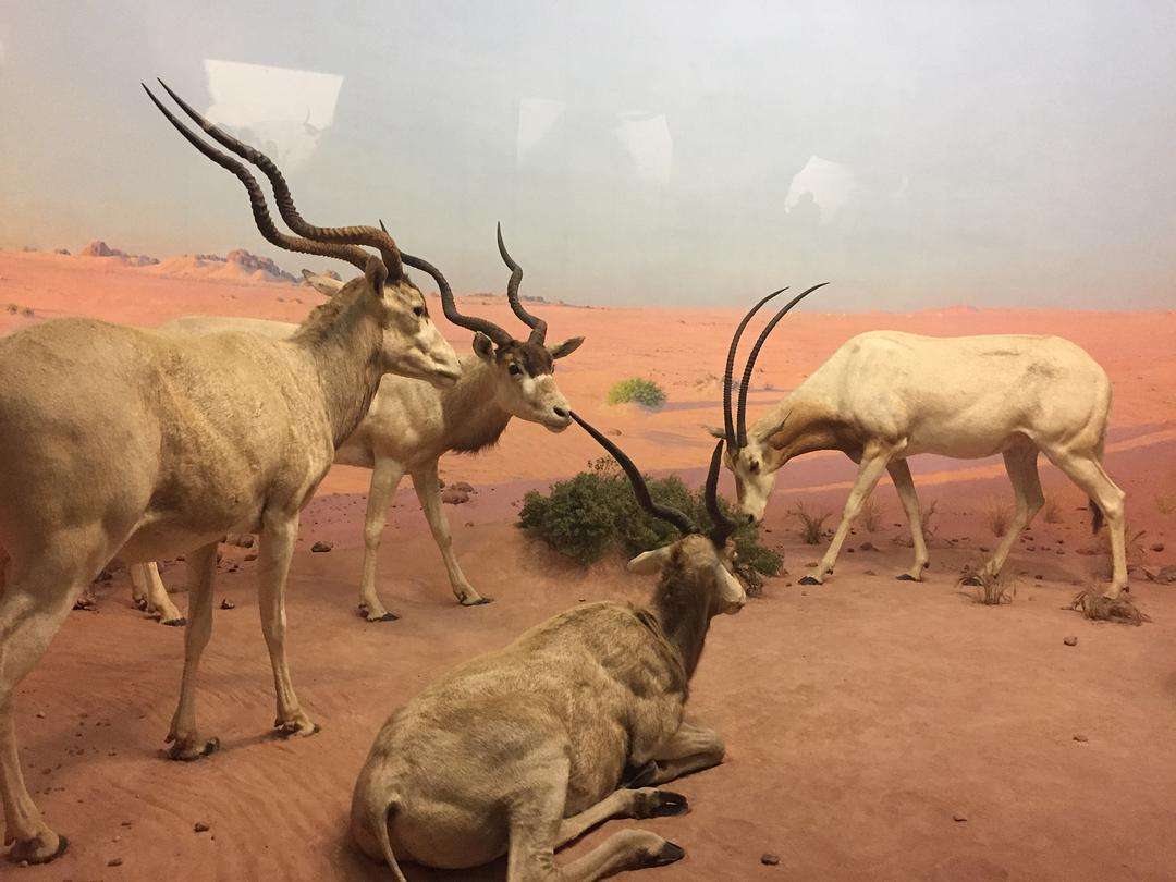 大地有什么生肖 大地什么生肖百度