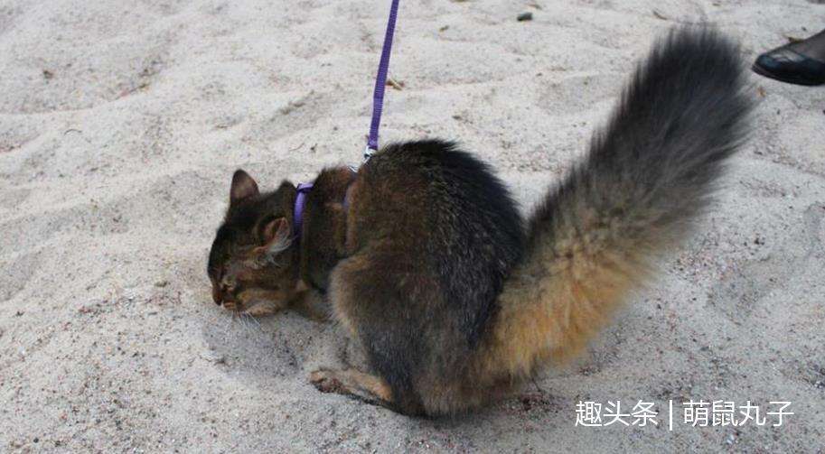 断了尾巴的猫吉利吗 猫咪尾巴断了会怎么样