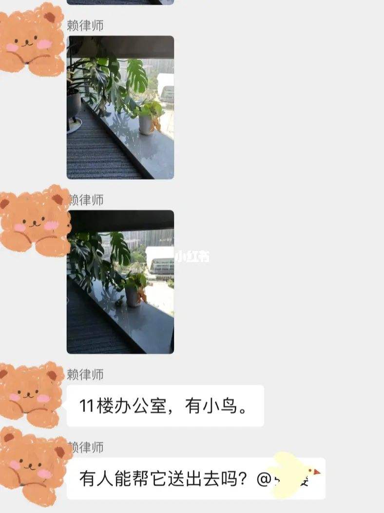 鸟飞进办公室吉利吗 鸟飞进办公室吉利吗视频