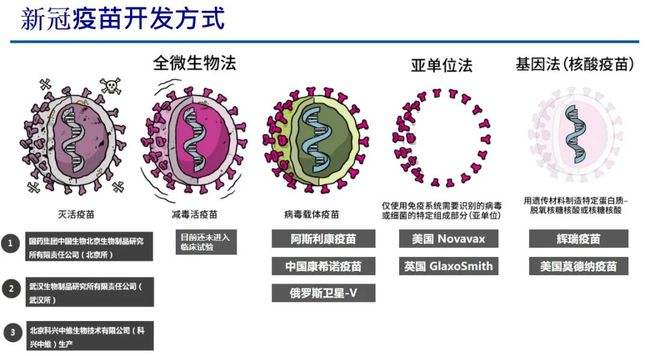 新变异的新冠病毒毒株 新变异的新冠病毒毒株是什么