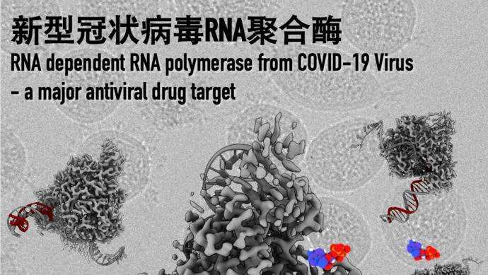 新冠病毒的转录类型 新冠病毒的转录类型包括