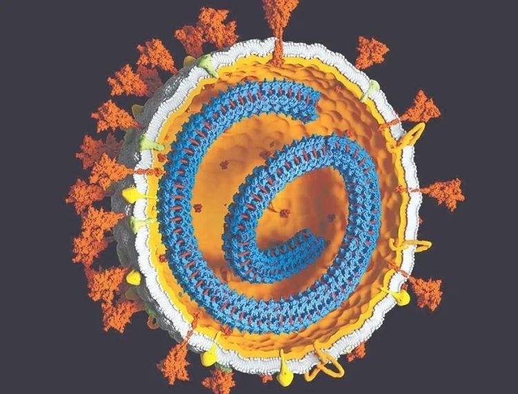 新冠4个变种病毒 新冠4个变种病毒叫什么