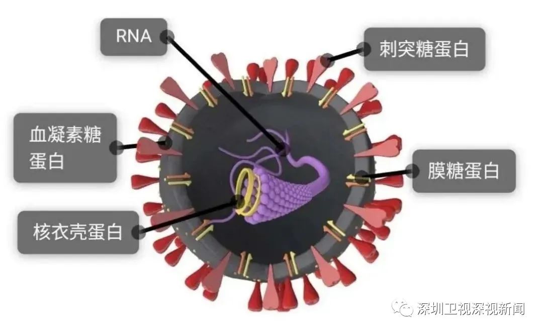 基因编辑技术阻止新冠病毒 新冠病毒可能诞生于基因改造