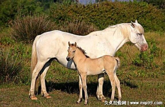 摇头摆尾指什么生肖 摇头摆尾是什么生肖?