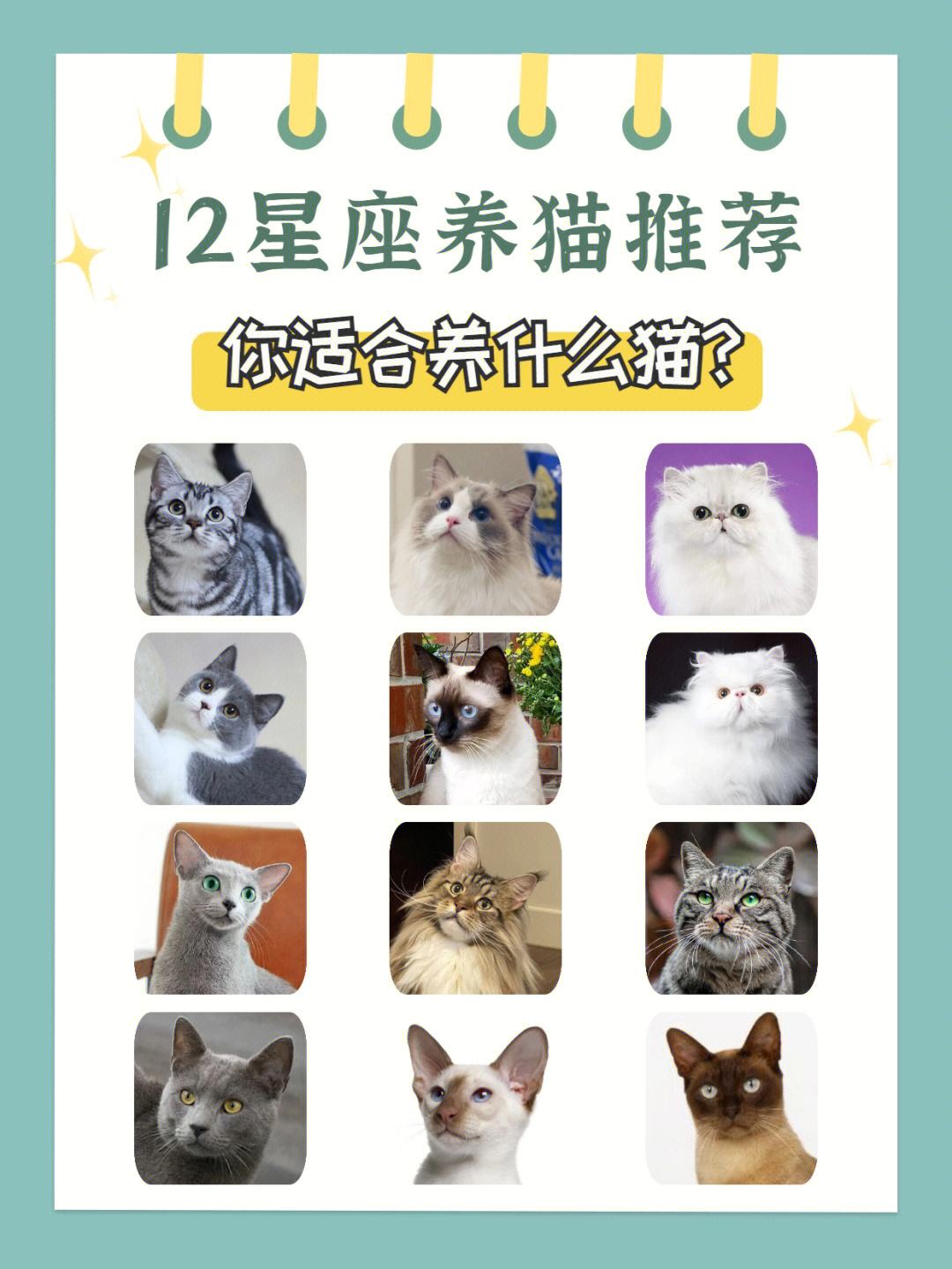 十二星座宠物猫 十二星座宠物猫图片