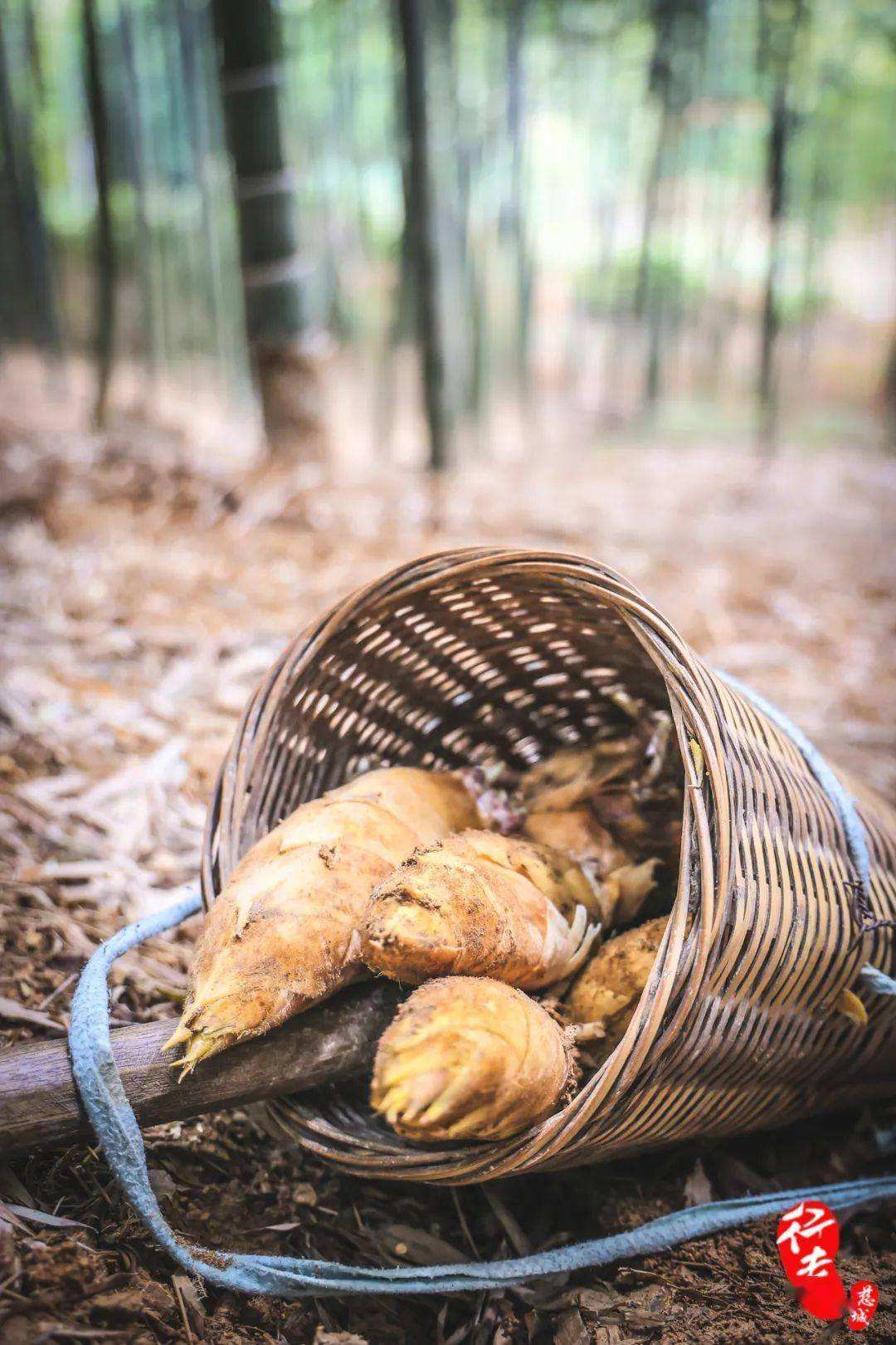 竹笋解生肖 竹笋出土打一生肖