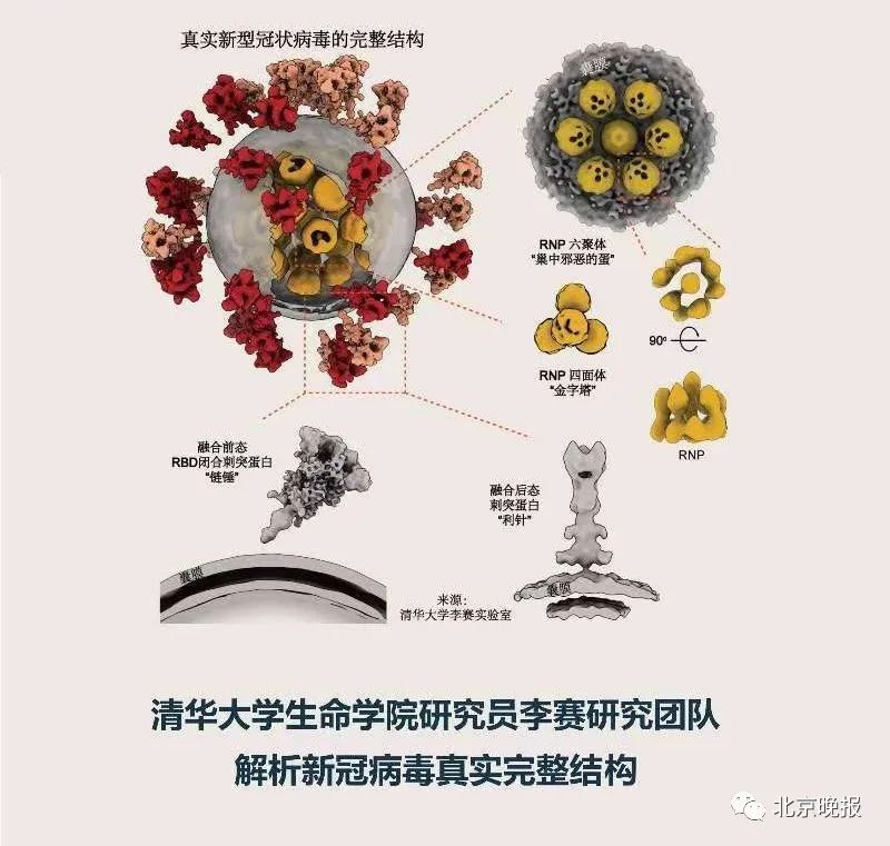 哪种果树有新冠病毒 哪种果树有新冠病毒毒株