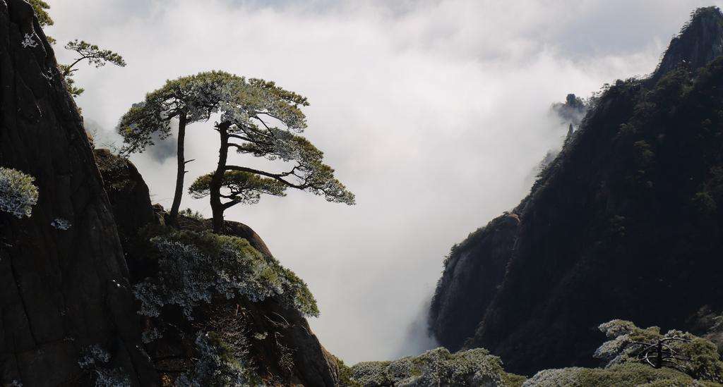 黄山奇松广告词 给黄山迎客松写广告词