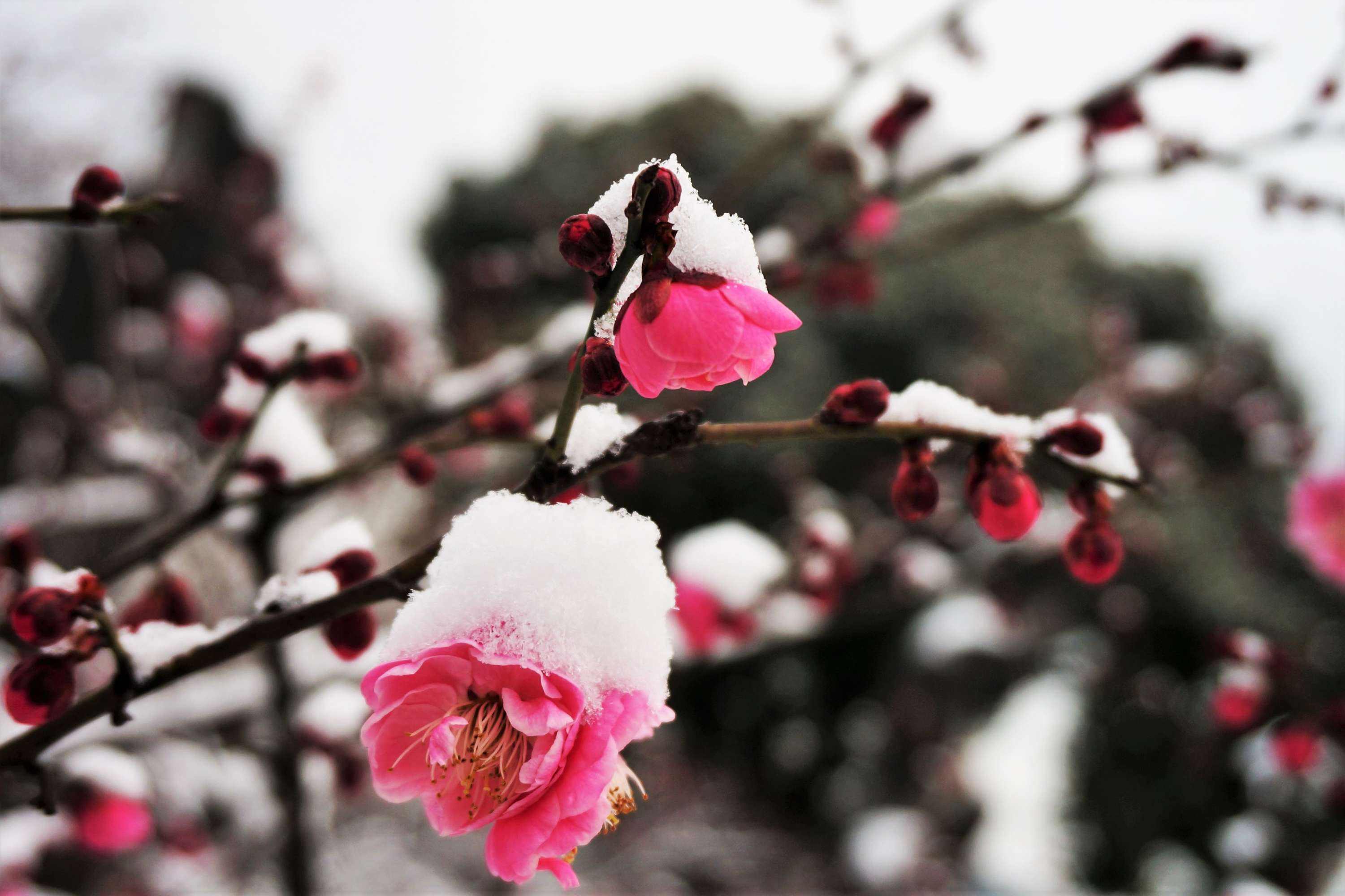 瑞雪红梅猜生肖 红梅晴雪是什么生肖