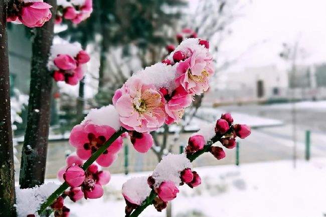 瑞雪红梅猜生肖 红梅晴雪是什么生肖