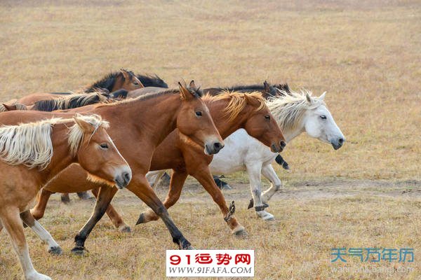 属马与属马婚姻合适吗 属马和属马的婚姻怎么样