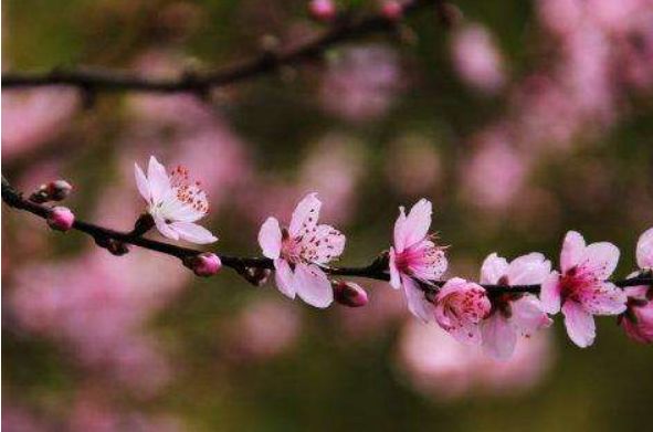 属虎今年有桃花运吗 生肖虎今年桃花运怎样