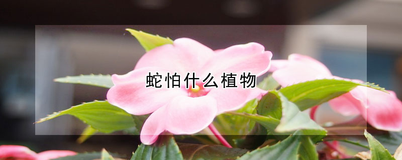 属蛇的不能养什么植物 属蛇的不能养什么植物和花