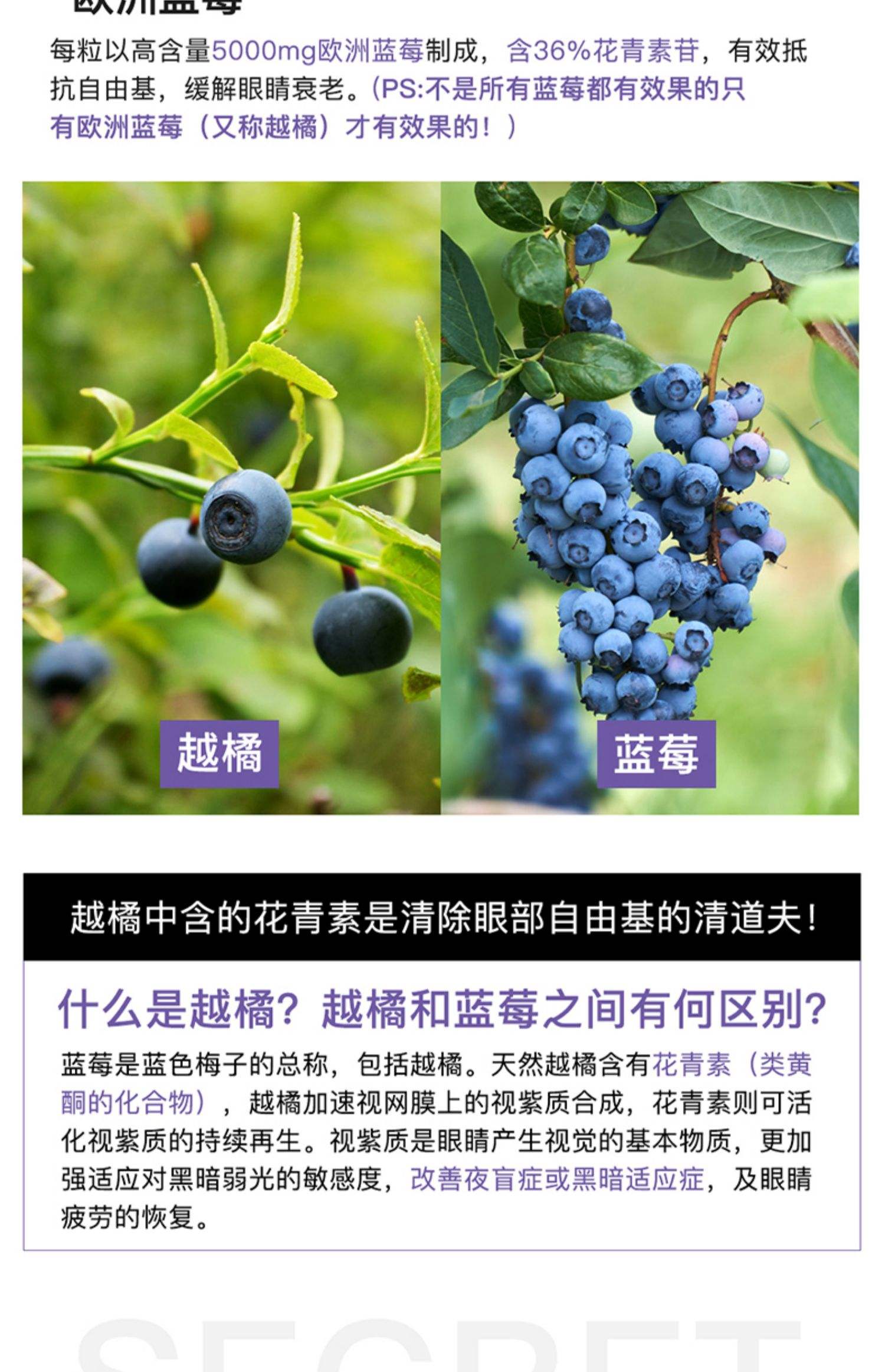 蓝莓精华素成分 蓝莓精华素成分是什么