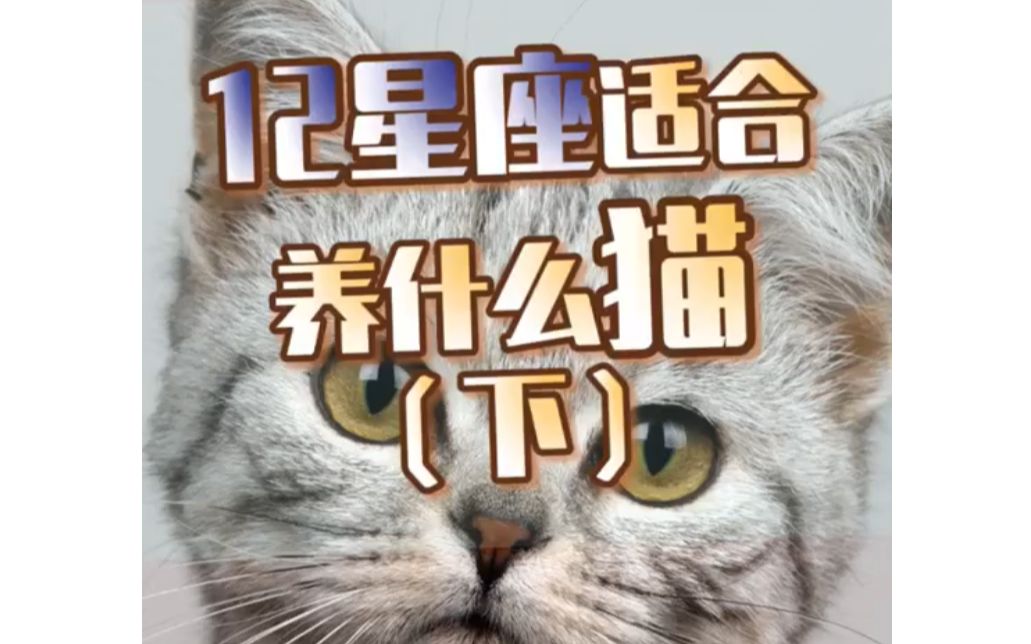 十二星座最适合养的猫 十二星座最适合养的猫排名