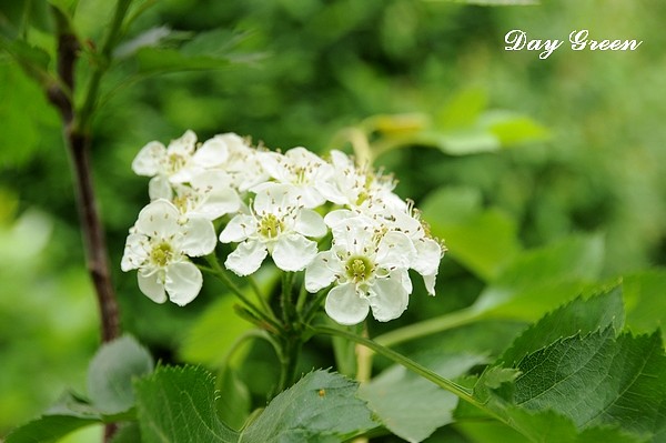 山楂花精华素 山楂素高倍浓缩精华