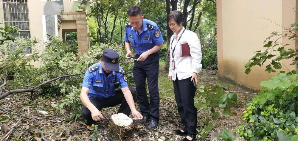 砍伐樟树的处罚标准 砍伐一棵樟树的处罚标准