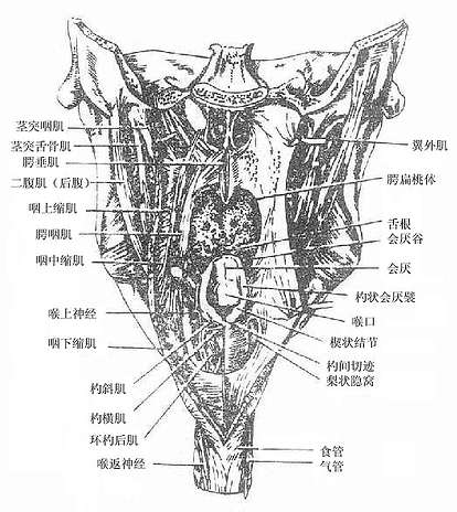 眼结合膜热 眼结合膜热引起的病毒感染需要怎么治疗