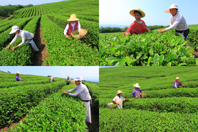 茶叶的销售 茶叶销售技巧和话术