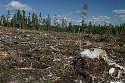 非法破坏林地怎么处罚 非法破坏林地怎么处罚的