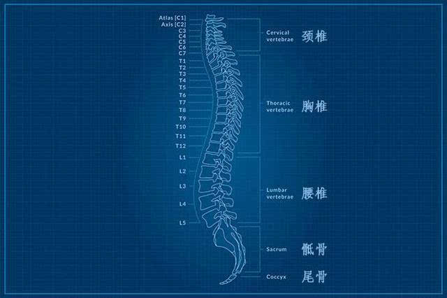 脊柱加盟 脊立健康加盟