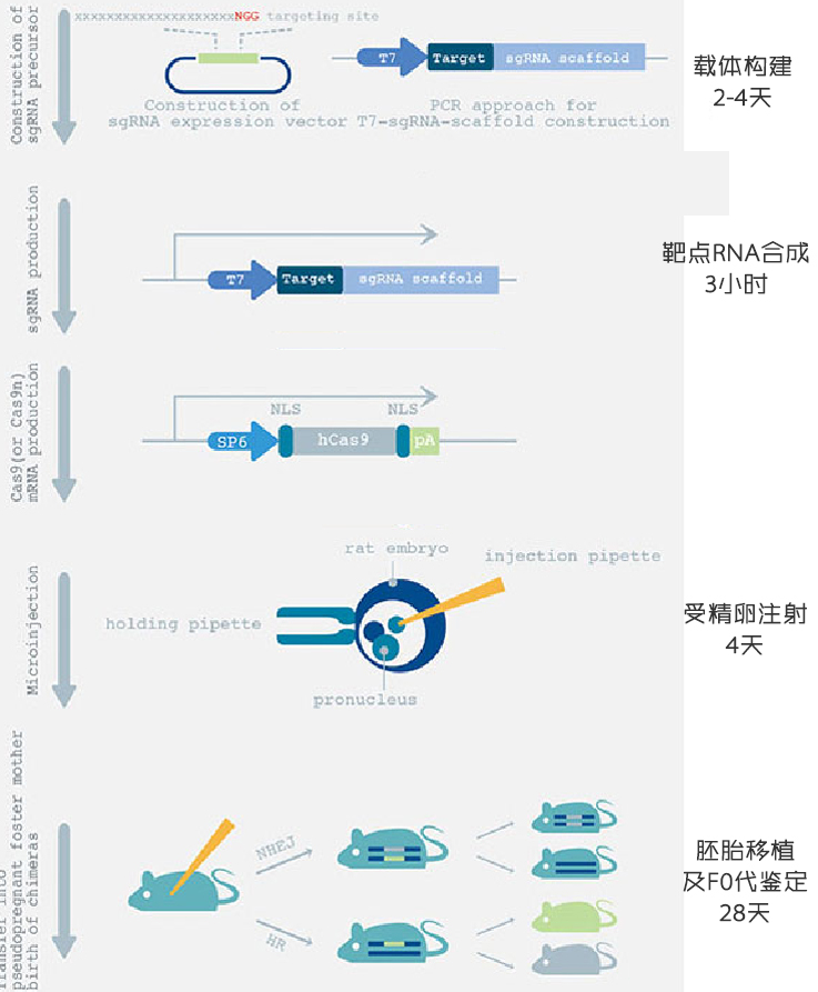 质粒冻干粉如何制备 冻干质粒应该如何操作