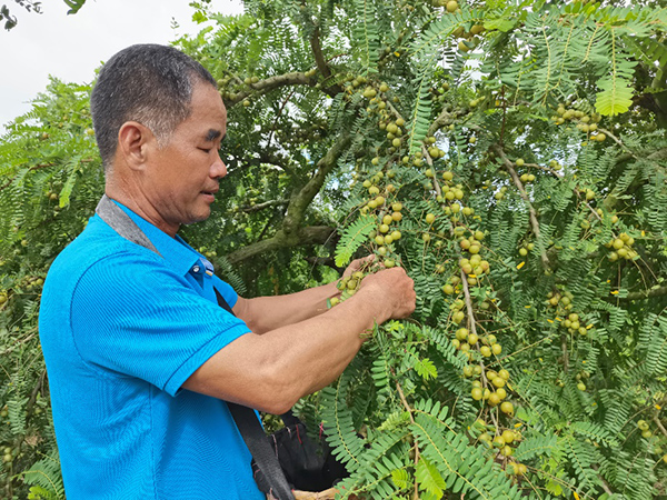 把增收“密钥”送到田间地头 新茶饮原料创新助推乡村振兴