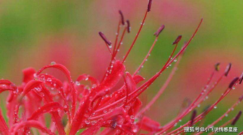 桃花最多的星座(桃花运最多的星座)