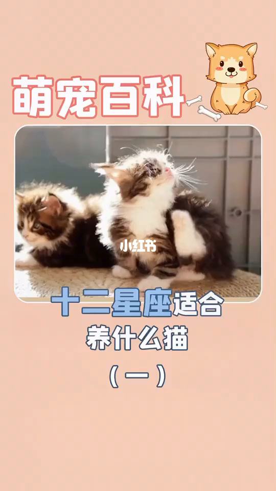 十二星座的猫咪(十二星座的猫咪性格)